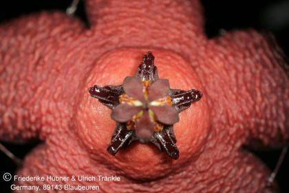 Orbea woodii (FH07,147) 003 – Asclepidarium