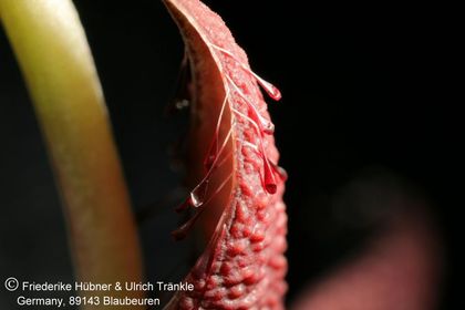 Orbea woodii (FH07,147) 006 – Asclepidarium