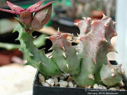 Orbeopsis gerstneri ssp elongata Habitus – Asclepidarium