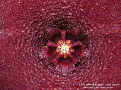 Orbeopsis melanantha Blüte nah – Asclepidarium