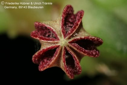 Pectinaria articulata ssp namaquensis (FH07,130) 004 – Asclepidarium