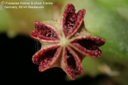 Pectinaria articulata ssp namaquensis (FH07,130) 005 – Asclepidarium