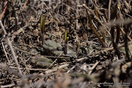 Pectinaria articulata subsp. namaquensis 0994 – Asclepidarium