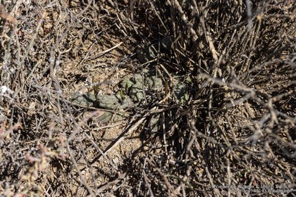Pectinaria articulata subsp. namaquensis 0998 – Asclepidarium