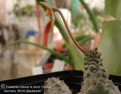 Pectinaria longipens 001 – Asclepidarium