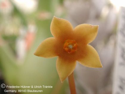 Pectinaria longipens 004 – Asclepidarium