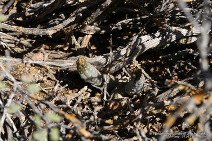 Pectinaria maughanii 0598 – Asclepidarium