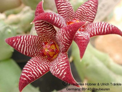 Piaranthus barrydalensis (RSA, Kleinvlakte) 4 – Asclepidarium
