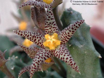 Piaranthus comptus 1 – Asclepidarium