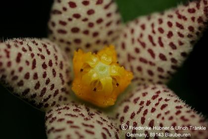 Piaranthus comptus (S Rrineck-Pass; Laingsburg) (FH03,050) 003 – Asclepidarium