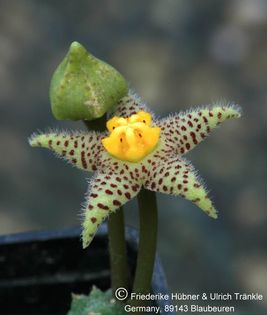 Piaranthus comptus (Scholtzeklooff RSA) (FH06,098) 002 – Asclepidarium