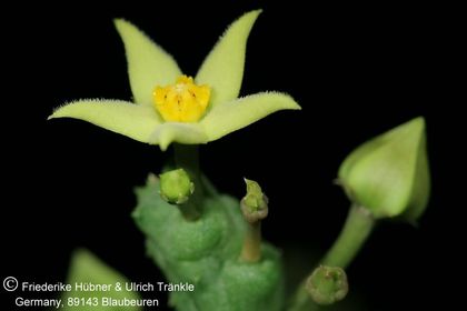 Piaranthus cornutus var ruschii (PVB7203) (FH07,249) 002 – Asclepidarium