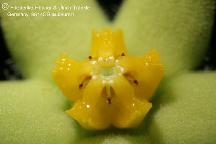 Piaranthus cornutus var ruschii (PVB7203) (FH07,249) 004 – Asclepidarium