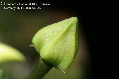 Piaranthus cornutus var ruschii (PVB7203) (FH07,249) 006 – Asclepidarium