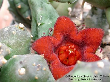 Piaranthus decipiens 1 – Asclepidarium