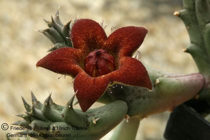 Piaranthus decipiens Vlakpan (FH04,079) 002 – Asclepidarium