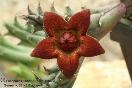 Piaranthus decipiens Vlakpan (FH04,079) 003 – Asclepidarium