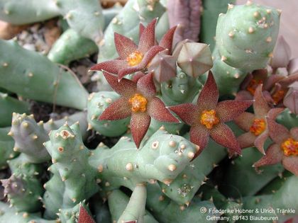 Piaranthus geminatus nicht framesii Habitus – Asclepidarium