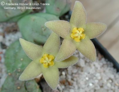 Piaranthus geminatus ssp geminatus (FH02,051) 003 – Asclepidarium