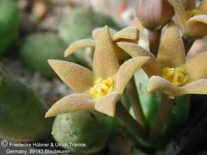 Piaranthus geminatus ssp geminatus (FH02,051) 004 – Asclepidarium