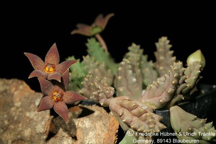 Piaranthus geminatus ssp geminatus (foetidus) (FH08,125) 001 – Asclepidarium