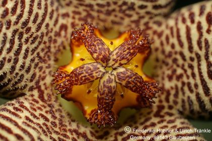 Piaranthus geminatus ssp geminatus (foetidus) (IB121563, Vleikloof, Bavianskloof, RSA) (FH08,044) 004 – Asclepidarium