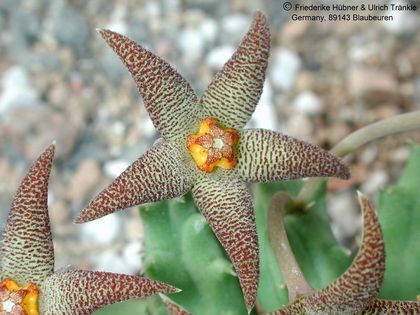 Piaranthus geminatus var foetidus Blüte 2 – Asclepidarium
