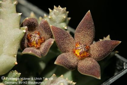 Piaranthus geminatus var. foetidus (FH07,057) 001 – Asclepidarium