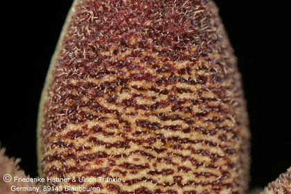 Piaranthus geminatus var. foetidus (FH07,057) 003 – Asclepidarium