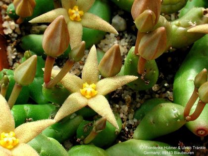 Piaranthus globosus Blüte 1 – Asclepidarium