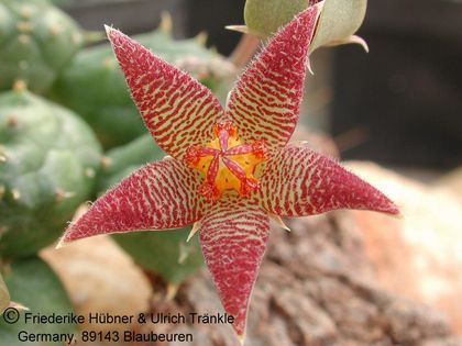 Piaranthus pillansii var. inconstans 3 – Asclepidarium