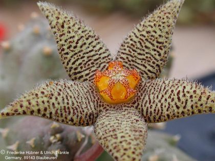 Piaranthus pilosus Blüte 2 – Asclepidarium