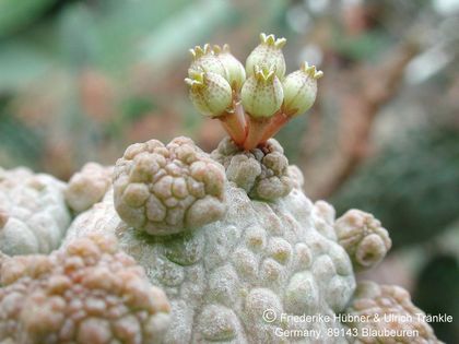 Pseudolithos caput-viperae Somalia (UTS03,0156) 1 – Asclepidarium