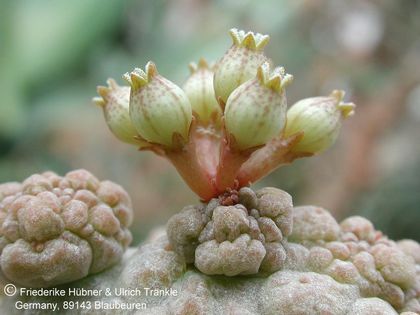 Pseudolithos caput-viperae Somalia (UTS03,0156) 3 – Asclepidarium