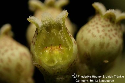 Pseudolithos caput-viperae (UT03,013) 003 – Asclepidarium
