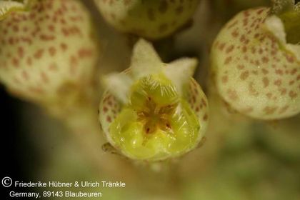 Pseudolithos caput-viperae (UT03,013) 006 – Asclepidarium