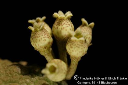 Pseudolithos caput-viperae (UT03,013) 007 – Asclepidarium