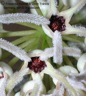 Pseudolithos cubiformis 11 – Asclepidarium