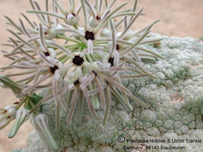 Pseudolithos cubiformis 2 – Asclepidarium
