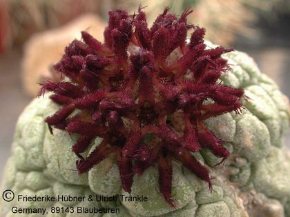 Pseudolithos eylensis (UTS05,025) 3 – Asclepidarium
