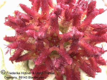 Pseudolithos eylensis (UTS05,025) 5 – Asclepidarium