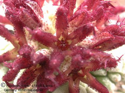 Pseudolithos eylensis (UTS05,026) 3 – Asclepidarium