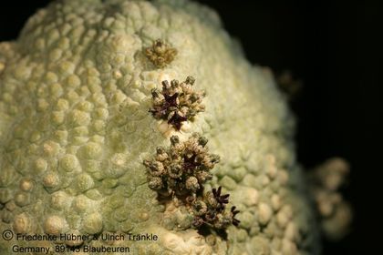 Pseudolithos haradheranus (UT06,027) 001 – Asclepidarium