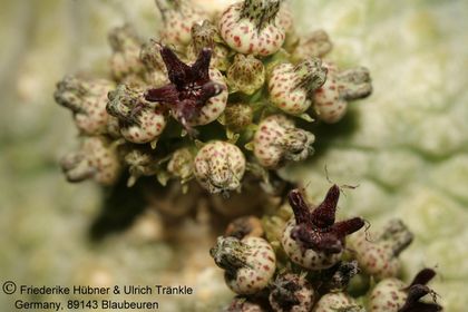 Pseudolithos haradheranus (UT06,027) 006 – Asclepidarium