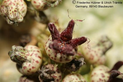 Pseudolithos haradheranus (UT06,027) 010 – Asclepidarium