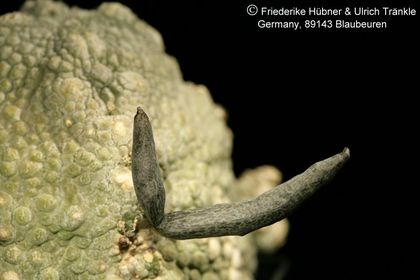 Pseudolithos harardheranus (UTS06,026) 004 – Asclepidarium