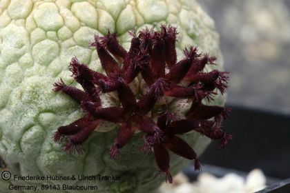 Pseudolithos migiurtinus (UTS02,026) 003 – Asclepidarium