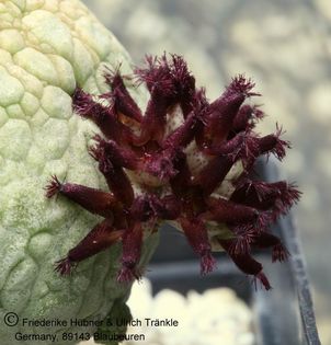 Pseudolithos migiurtinus (UTS02,026) 004 – Asclepidarium
