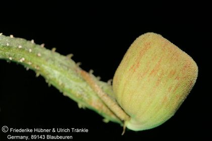 Pseudopectinaria malum (FH07,193) 001 – Asclepidarium