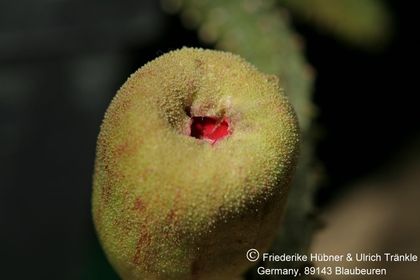 Pseudopectinaria malum (FH07,193) 004 – Asclepidarium